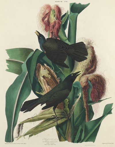 Zanate púrpura de William Home Lizars after John James Audubon