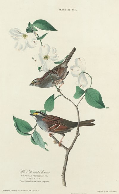 Gorrión de garganta blanca de William Home Lizars after John James Audubon
