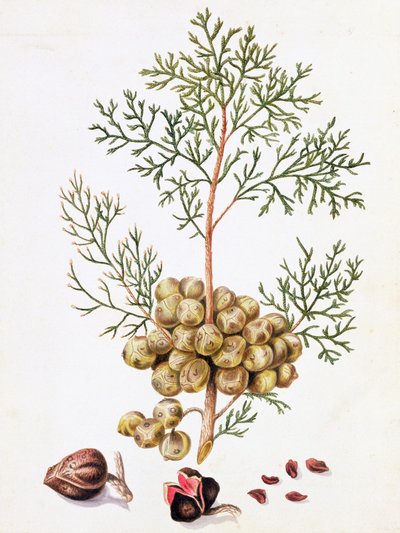 Hoja y Nueces de Ciprés de William Hooker