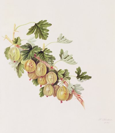 Grosella verde, 1815 de William Hooker