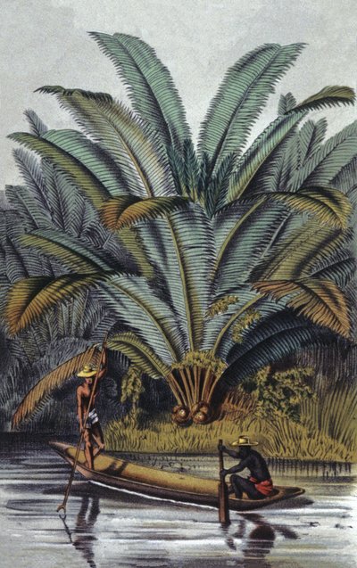 Palmera de William Hooker