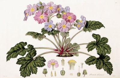 Primula Sinensis, 1821-1826 de William Hooker