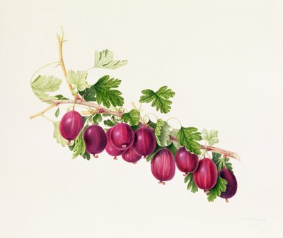 Grosella Púrpura de William Hooker