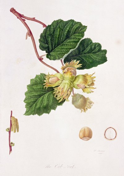 La Nuez Cob, 1816 de William Hooker