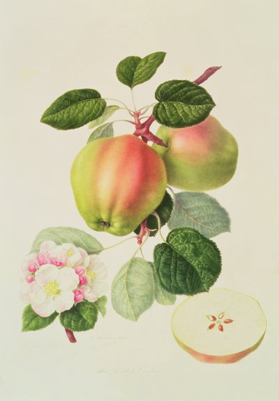 El Codlin holandés, 1820 de William Hooker
