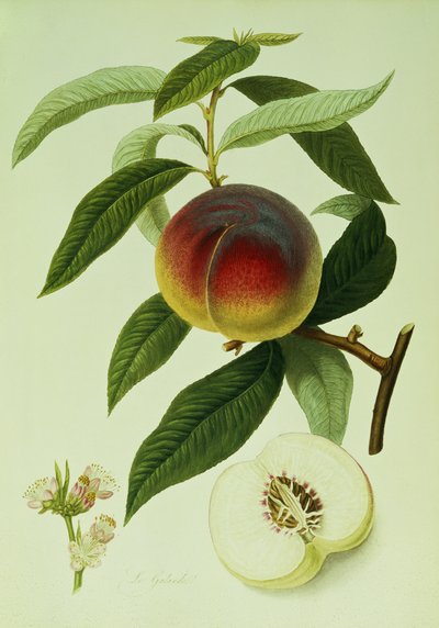 El Durazno Galande de William Hooker