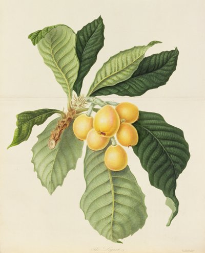 El níspero de William Hooker
