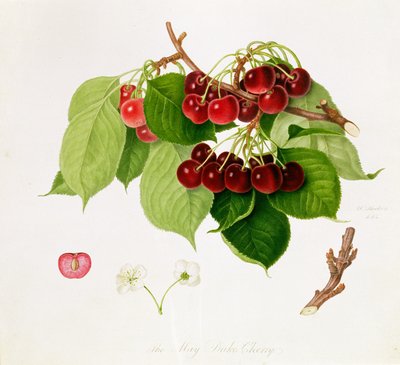 La cereza del Duque de Mayo, 1815 de William Hooker