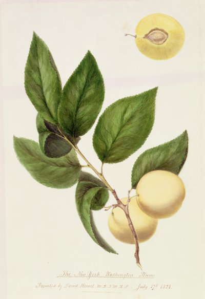 La Ciruela de Nueva York Washington, 1821 de William Hooker
