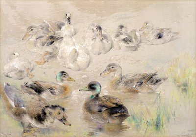 Estudio de Patos de William Huggins