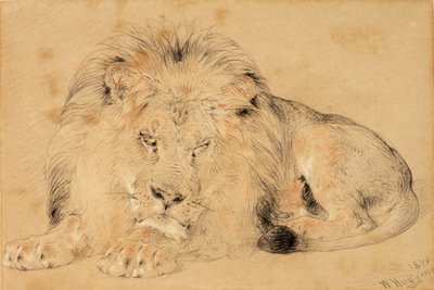 Estudio de un León de William Huggins