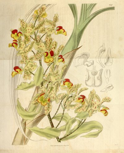 Cyrtopodium punctatum de William Jackson Hooker