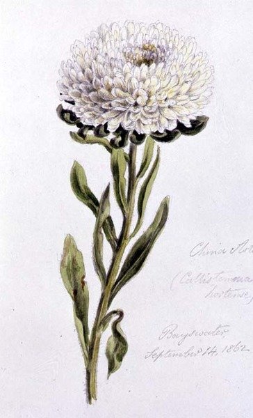 Aster de China, pintado en Bayswater de William James Linton