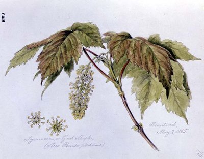 Sicomoro o Gran Arce, pintado en Brantwood, 3 de mayo de 1865 de William James Linton