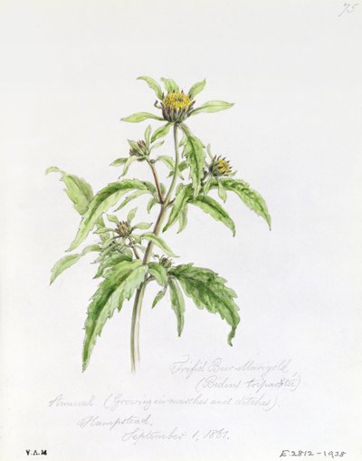 Trifid Burr-Marigold, pintado en Hampstead, 1 de septiembre de 1861 de William James Linton
