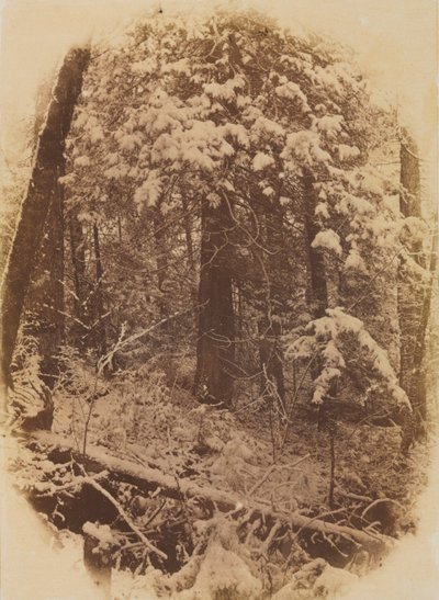 Sin Título, Bosques en la Nieve, 1859 de William James Stillman