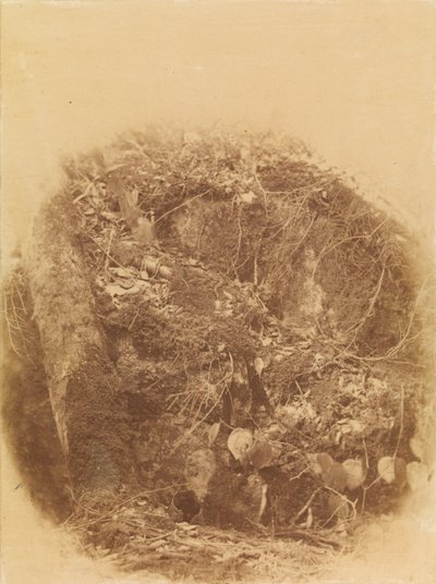 Sin título, de la carpeta The Forest: Bosques de Adirondack de William James Stillman