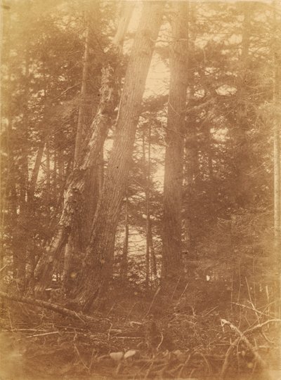 Sin título, de la carpeta The Forest: Bosques de Adirondack de William James Stillman
