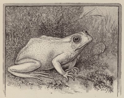 Una rana albina (grabado) de William James Webbe