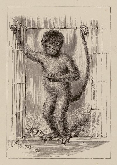 El mono negro (grabado) de William James Webbe