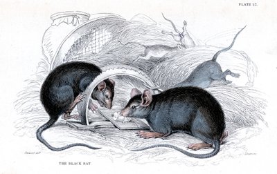 Grabado de rata negra atrapada en trampa, 1838 de William Jardine