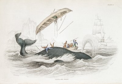 Arponeando a una ballena de Groenlandia que ha zarandeado a uno de los barcos atacantes. De William Jardine The Naturlist