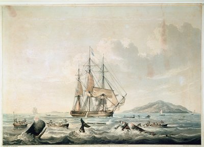 South Sea Whale Fishery, grabado por T. Sutherland de William John (after) Huggins