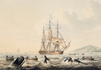Caza de ballenas en los mares del sur, grabado de William John Huggins