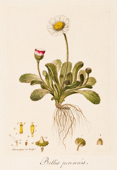 Bellis perennis, Margarita de William Kilburn