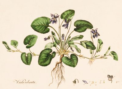Viola odorata, Violeta Dulce, c. 1770-1790 de William Kilburn