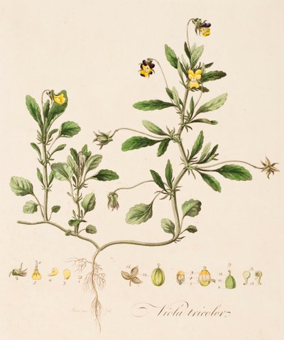 Viola tricolor, Pensamiento Silvestre, c. 1770-1790 de William Kilburn