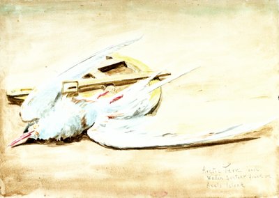 Charrán ártico y un sextante de madera encontrado en la isla de Axel, Spitsbergen, siglo XX (acuarela) de William Lionel Wyllie