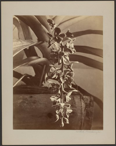 Orquídeas, Ceilán de William Louis Henry Skeen
