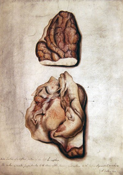 Estudio del cerebro III, c.1850 de William Lover