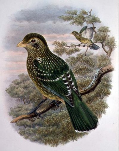 Ailuroedus Crassirostris, Pájaro Gato Verde (litografía en color) de William Matthew Hart