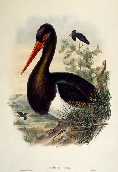Cigüeña negra (Ciconia nigra), litografía de Birds of Great Britain de William Matthew Hart