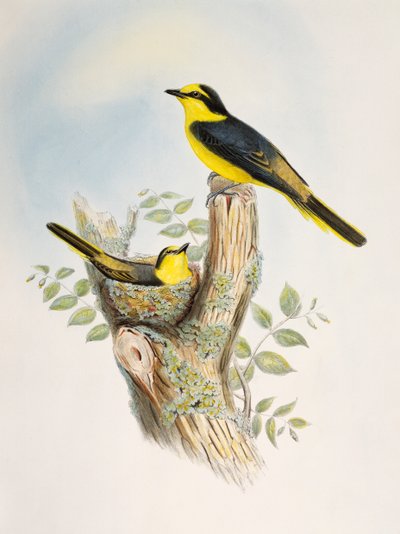 Minivet de lomo marrón (Pericrocotus cantonensis), litografía de Aves de Asia de William Matthew Hart