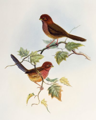 Parrotbill de alas marrones (Paradoxornis brunneus), litografía de Aves de Asia de William Matthew Hart