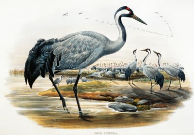 Grulla común (Grus cinerea), litografía de Aves de Gran Bretaña de William Matthew Hart
