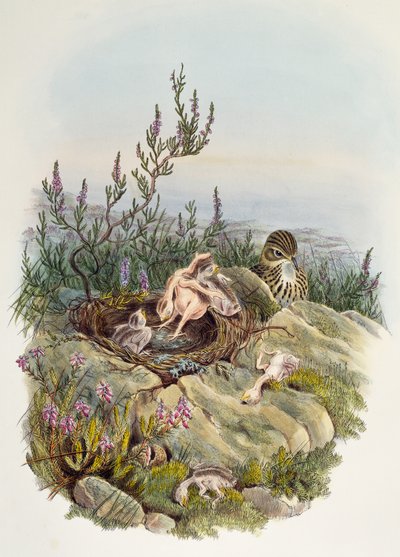 Cuco común, por John Gould (1804-1881), litografía de William Matthew Hart (1830-1908), Reino Unido de William Matthew Hart