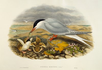 Charrán común (Sterna hirundo), litografía de Aves de Gran Bretaña de William Matthew Hart