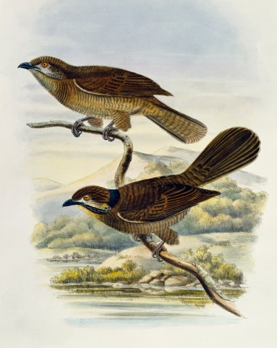 Koel Enano (Microdynamis parva), grabado por William Matthew Hart (1830-1908), Reino Unido de William Matthew Hart