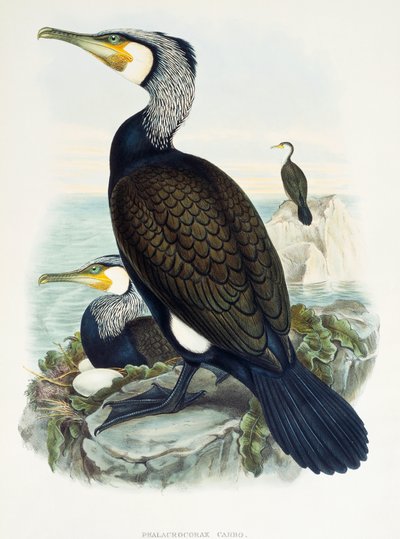 Cormorán grande (Phalacrocorax carbo), litografía de Aves de Gran Bretaña de William Matthew Hart