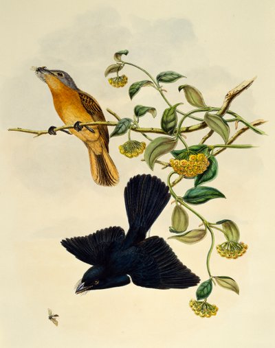 Papamoscas de cabeza ocre (Myiagra cervinicauda), grabado por William Matthew Hart de William Matthew Hart