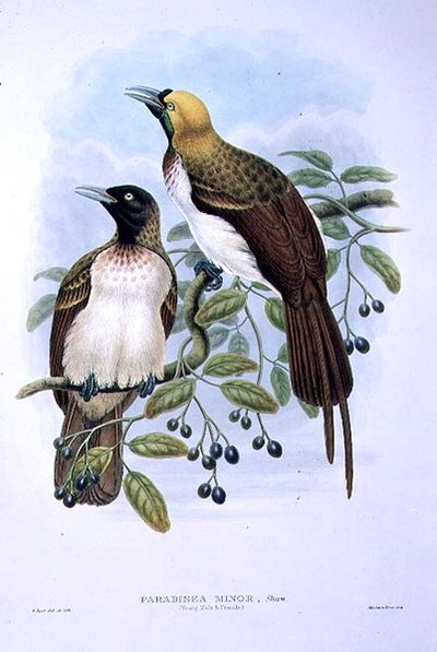 Paradisaea Quilielmi - Ave del Paraíso Menor de William Matthew Hart