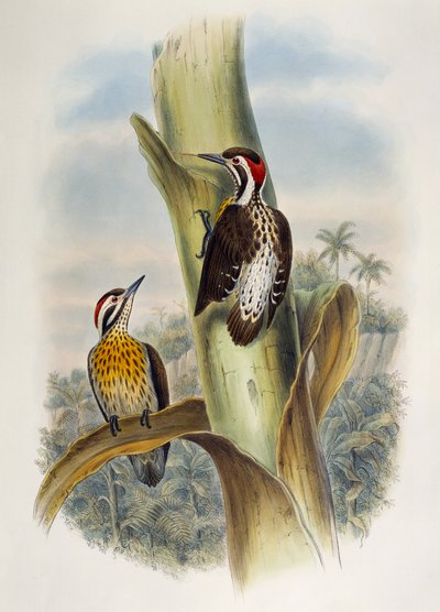Pico menor filipino (Dendrocopos maculatus), litografía de Birds of Asia de William Matthew Hart