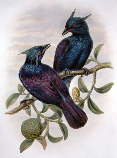 Phonygama Purpureiviolacea (litografía en color) de William Matthew Hart