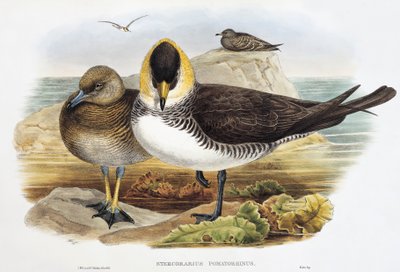 Págalo pomarino (Stercorarius pomarinus), litografía de Birds of Great Britain de William Matthew Hart