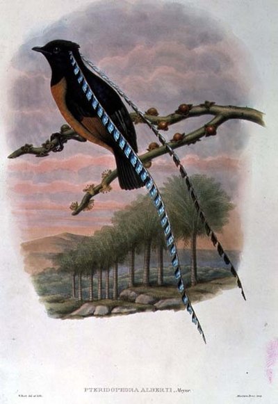Pteridophora Alberti, Rey de Sajonia Ave del Paraíso de William Matthew Hart