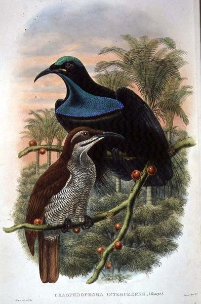 Ptiloris Magnificus, Ave del Paraíso de William Matthew Hart